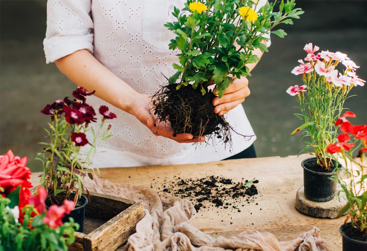How to Care your Lawn &amp; Landscaping Before Winter? 